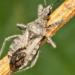 Coranus griseus